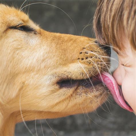 dog licks pissy|Dog Licks Young Teens Pussy As She Squirts .